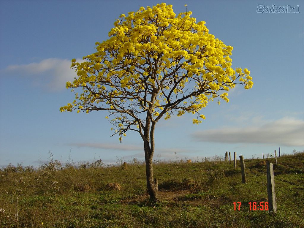 ipe amarelo.jpg