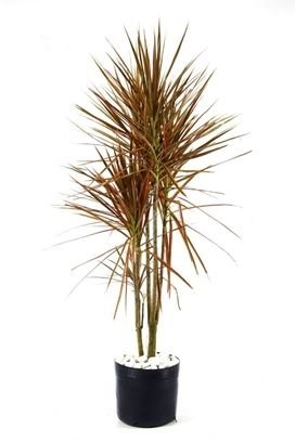 dracena tricolor B.jpg