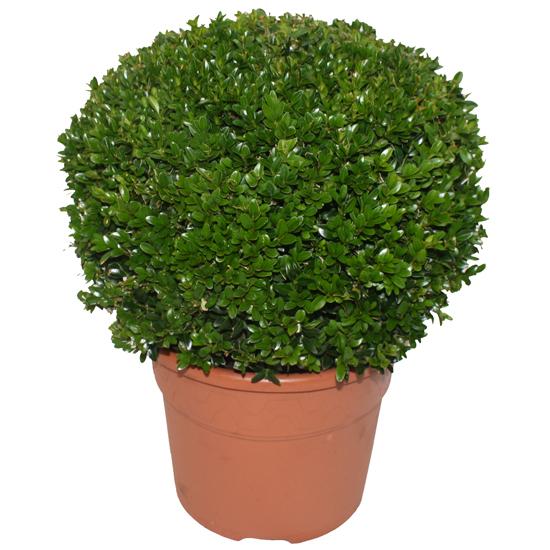 buxus.jpg