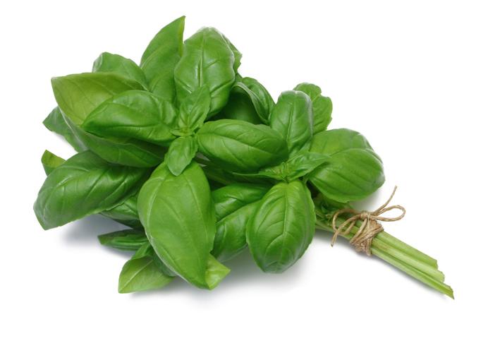 Horta_manjericão basilico.jpg