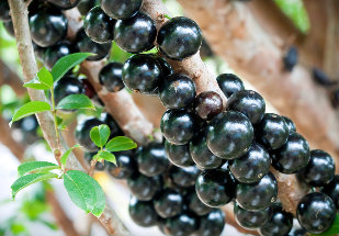 jabuticabeira fruto.jpg