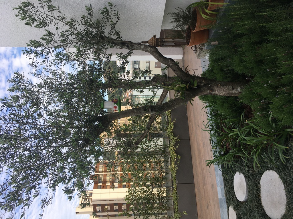 Jane _ Oliveira (10).JPG