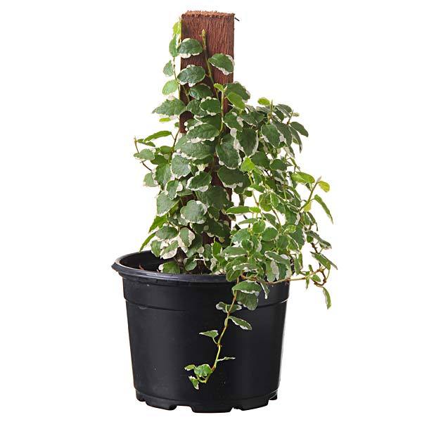 Ficus Pumila 2 b.jpg