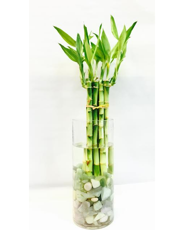 Lucky bamboo.jpg