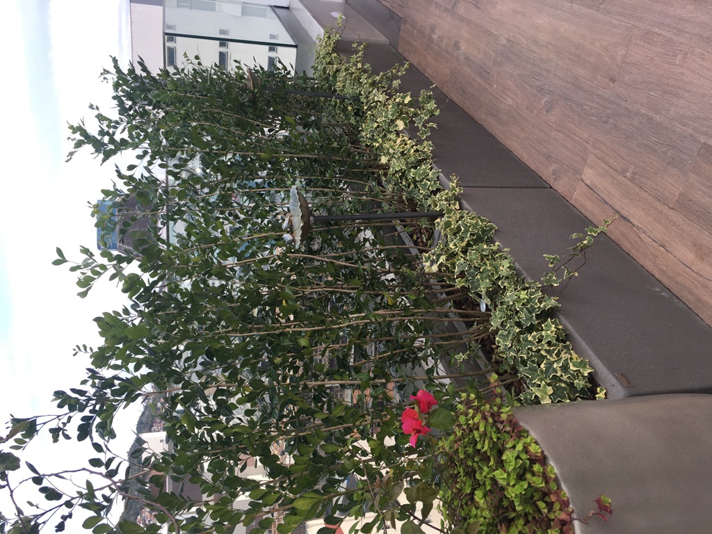 Jane _ Oliveira (6) peq.jpg