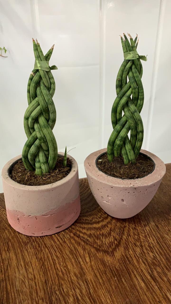 Lança de São Jorge trançada em vaso de cimento