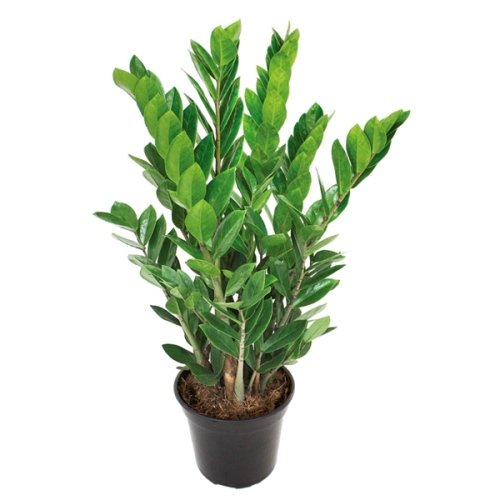 Zamioculcas b.jpg