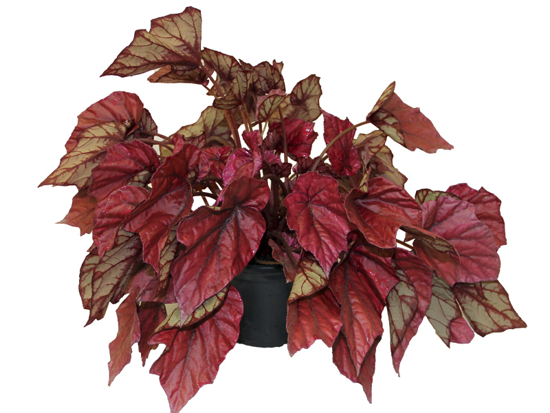 begonia-beleaf.jpg