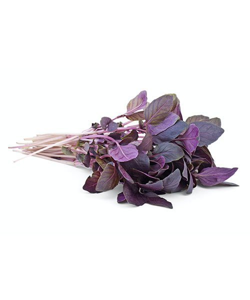 Horta_manjericão roxo.jpg