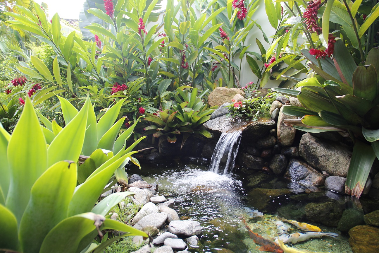 Projeto paisagístico de jardim residencial com fonte de carpas e alpínias