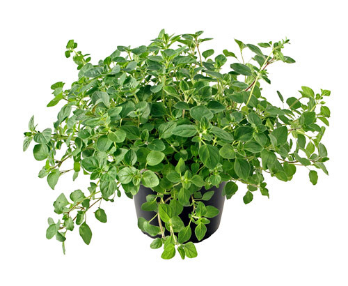 Horta_oregano.jpg