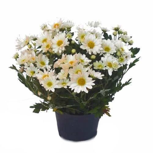 crisântemo branco margaridinha