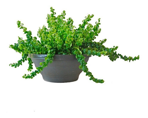 P columeia twiste.jpg