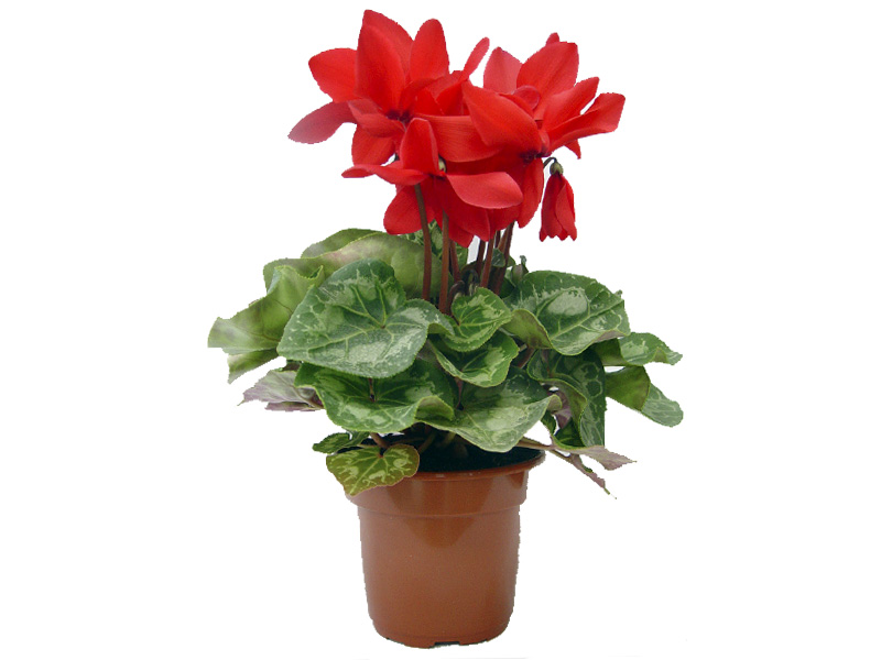 cyclamen