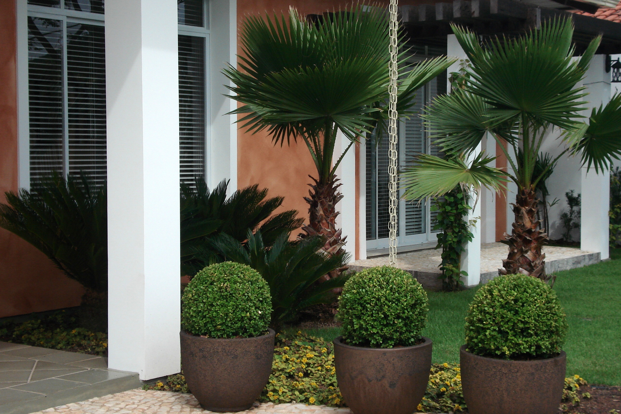 Projeto paisagístico de jardim residencial com vaso com buxus e palmeira washingtonia