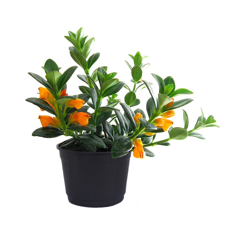 columeia peixinho b.jpg