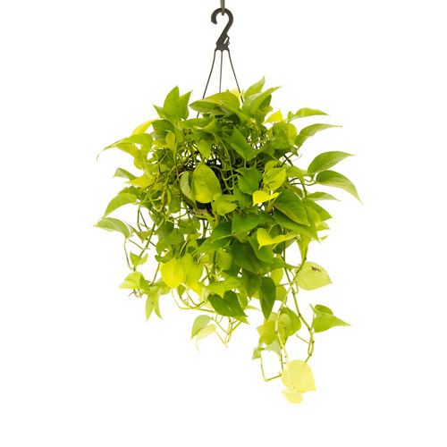 P jiboia amarela.jpg