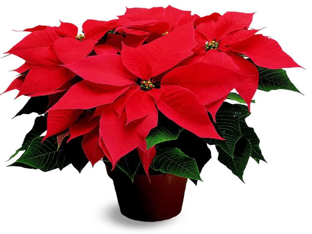 poinsetia