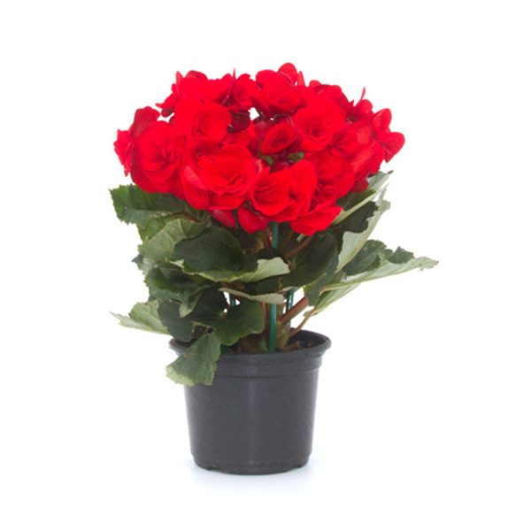 begonia vermelha