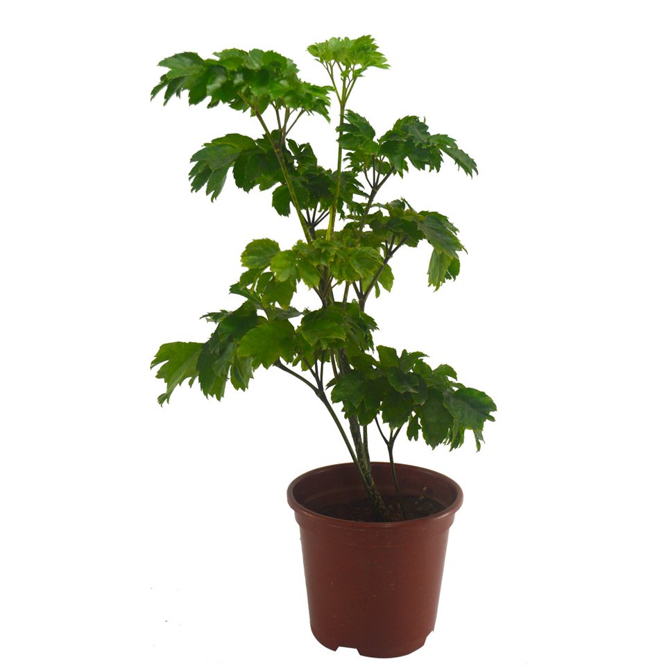 arvore da felicidade b.jpg