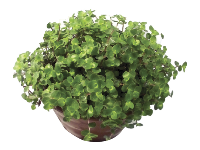 dinheiro em penca b.jpg