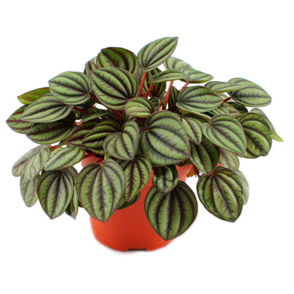 Peperomia Piccolo b.jpg