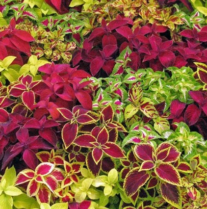 Coleus.jpg
