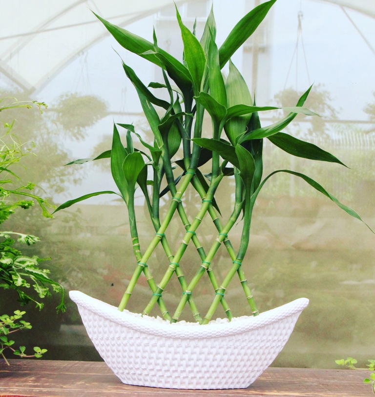Barca com lucky bamboo, lucky bambú trançado