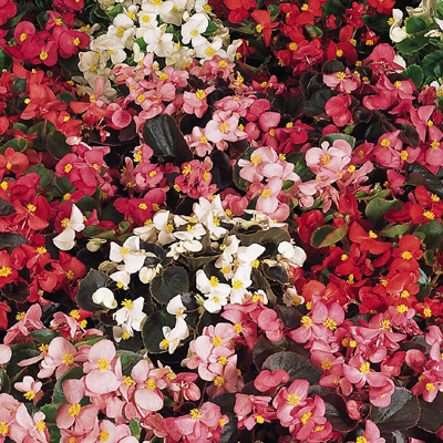 Begonia mix.jpg
