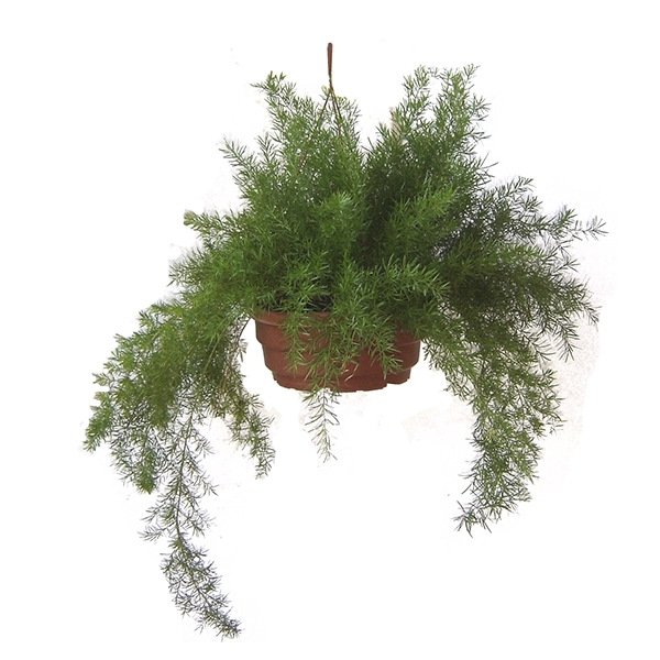 aspargo pendente.jpg