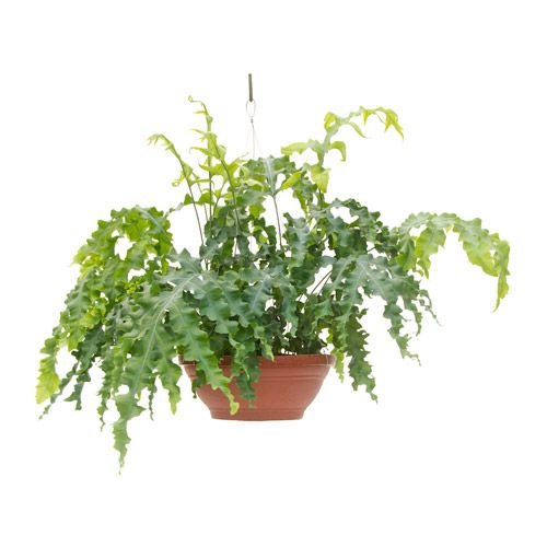 Samambaia crespa.jpg