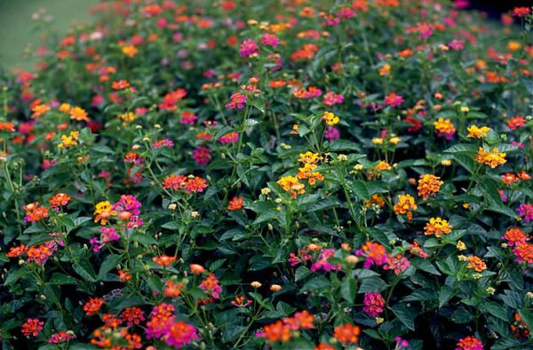 Lantana camara 1.jpg