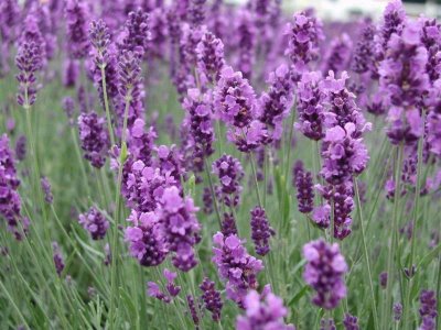 lavanda.jpg