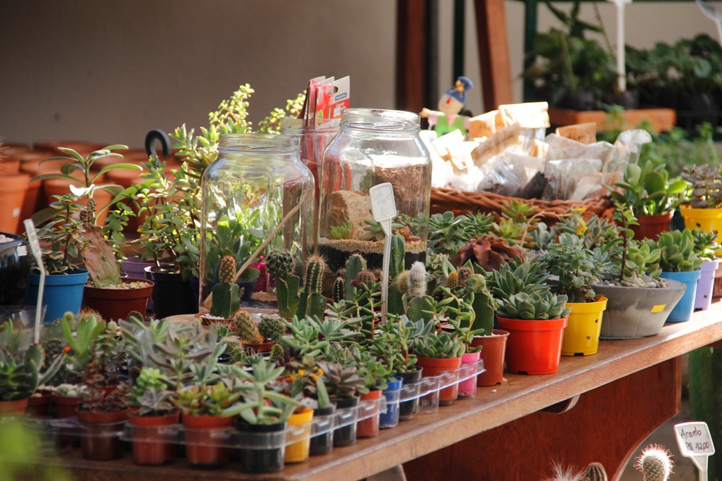Mesa com cactus, suculentas e terrários diversos