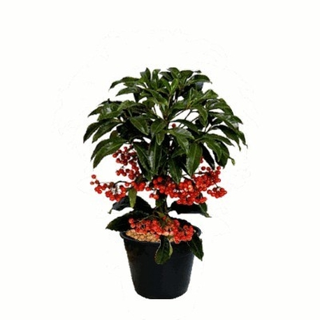 Ardisia crenata b.jpg
