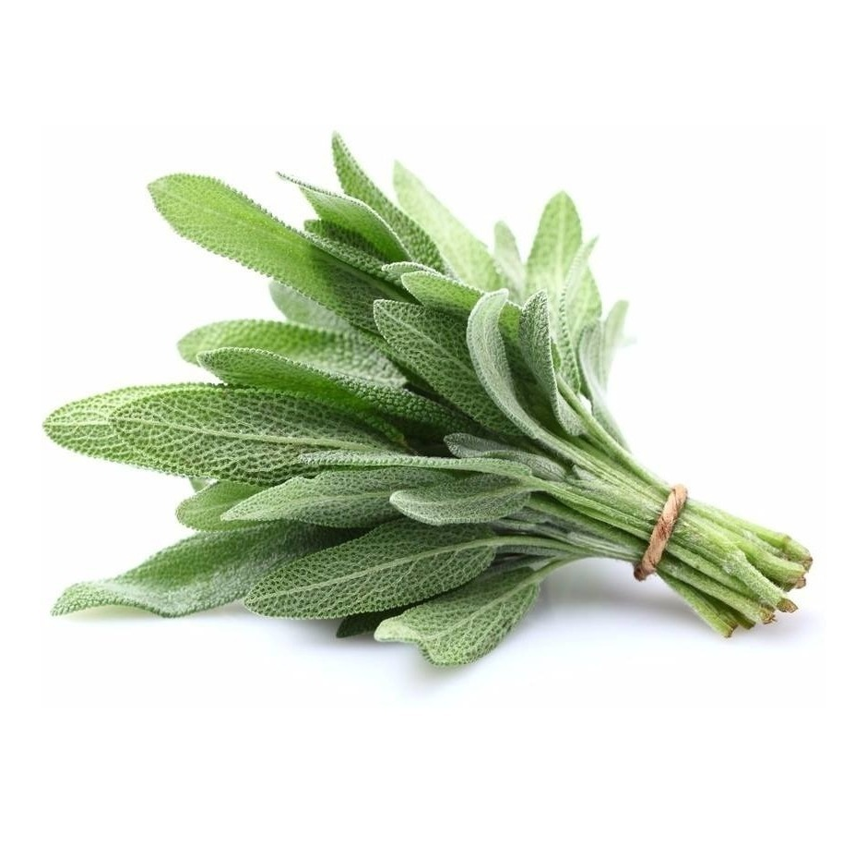 Horta_salvia.png