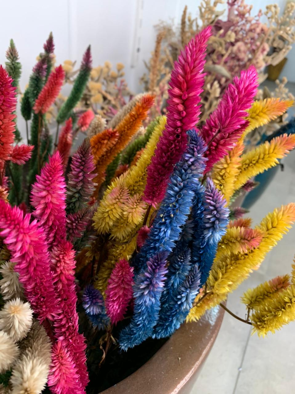 Flores desidratadas, flores secas coloridas diversas