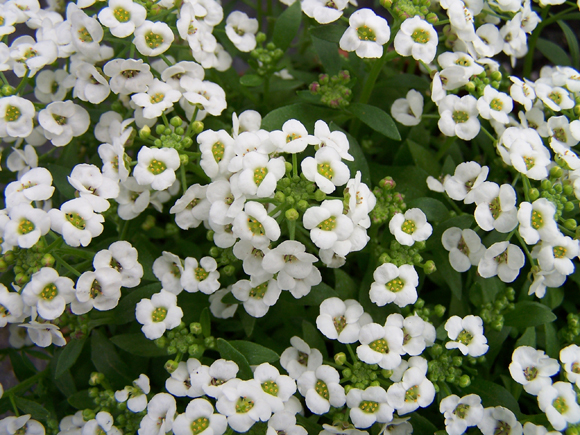 alyssum maritimum.jpg