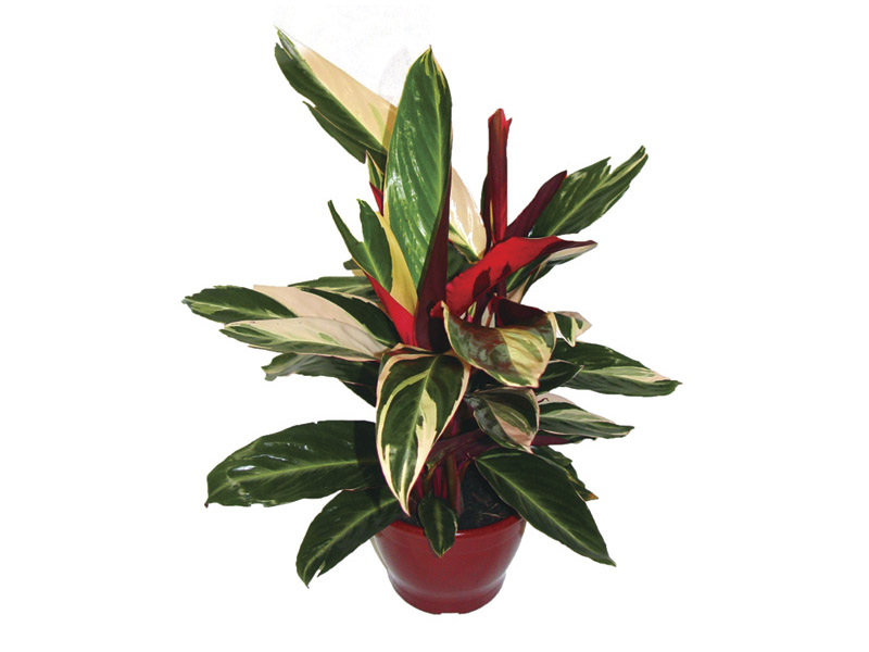 stromanthe sanguinea b.jpg