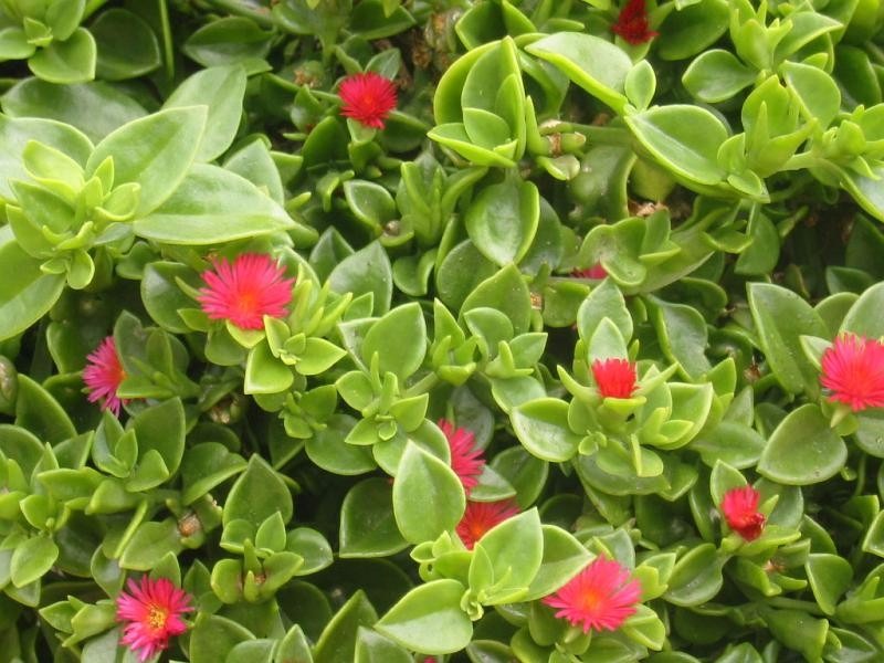 aptenia cordifolia.jpg