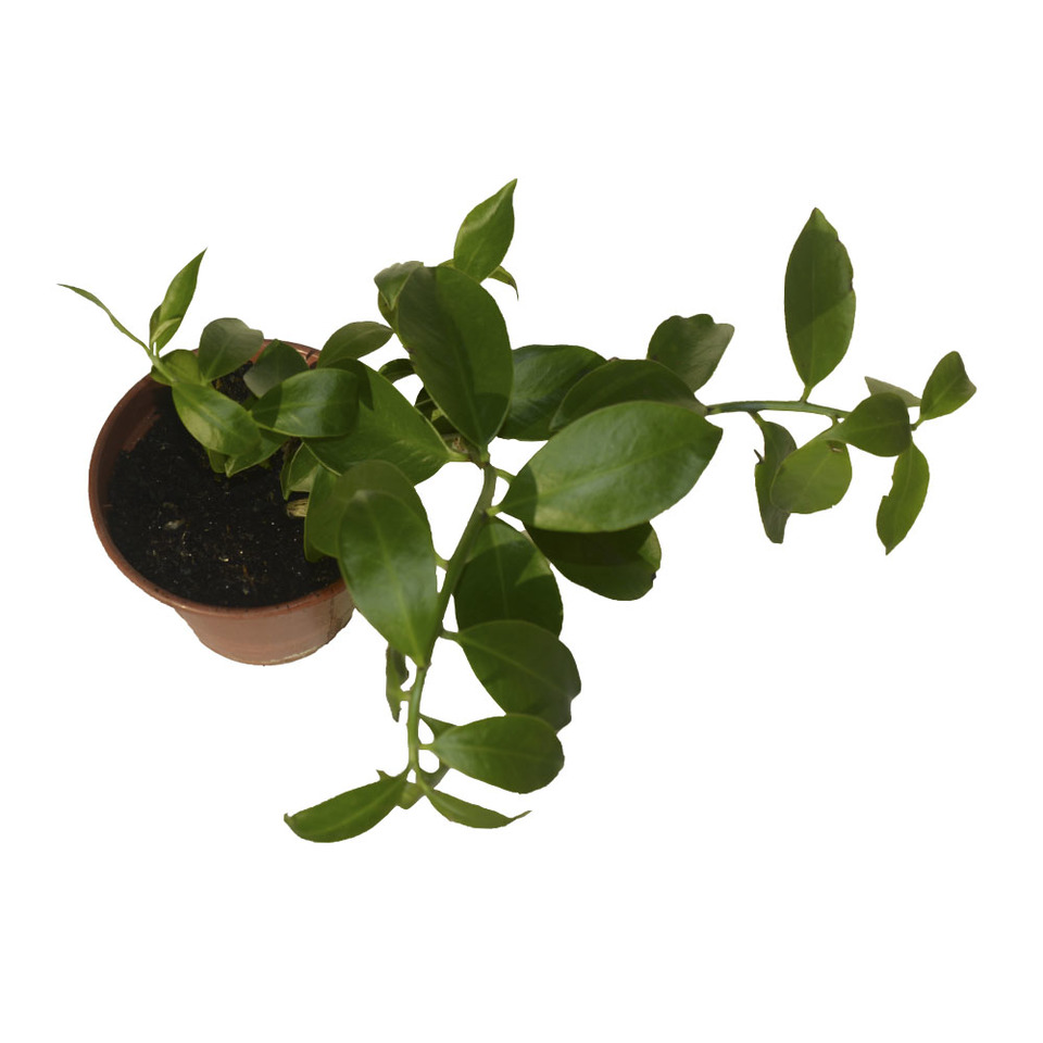 Horta_ora pro nobis.jpg