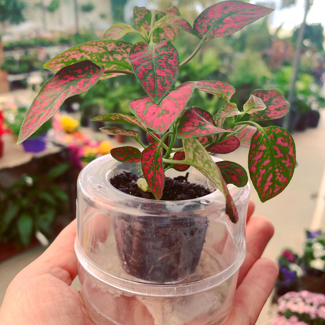 fitônia no vaso hidroponico