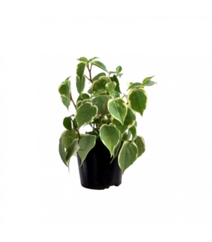 peperomia scandens b.jpg