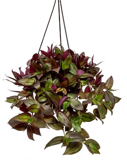 P lambari pendente.jpg