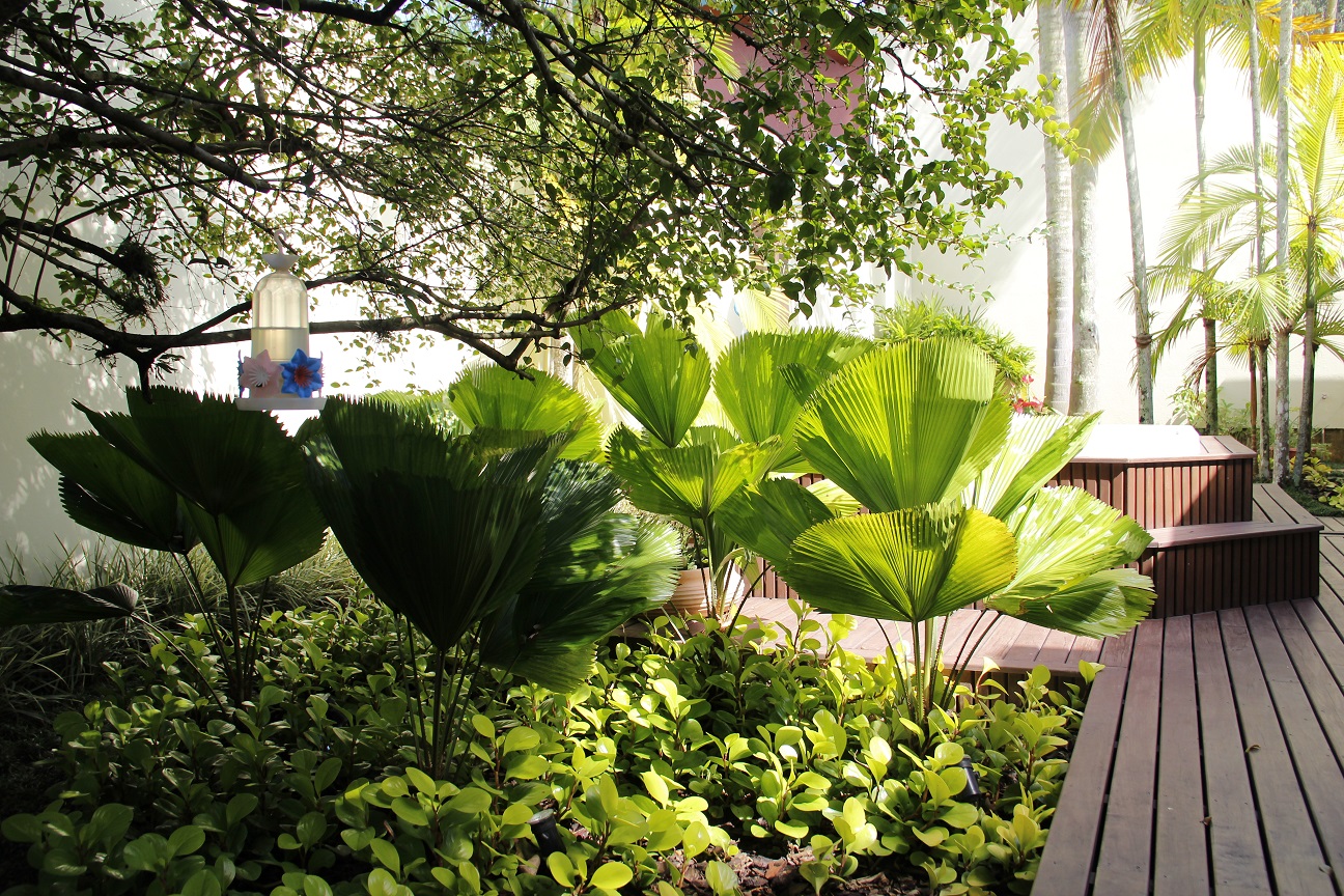 Projeto paisagístico de jardim residencial com licuala e peperomia